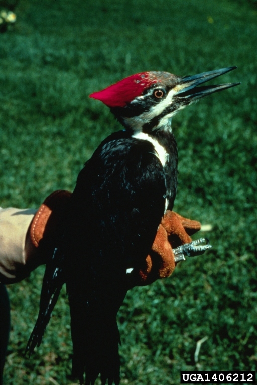 red headed pileated woodpecker