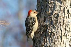 woodpecker