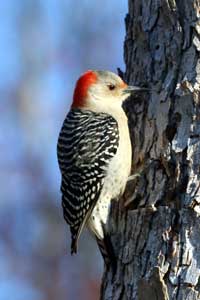 red-bellied woodpecker