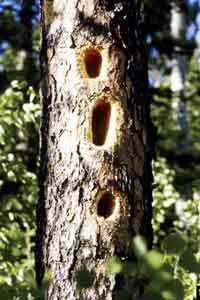 pileated damage to pine tree