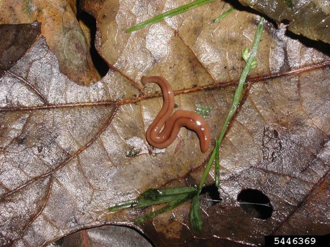 Invasive Worms : Got Pests? : Board of Pesticides Control: Maine DACF