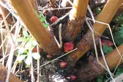 japanese knotweed stem