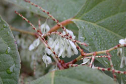 japanese knotweed flower