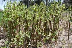 japanese knotweed stem