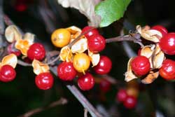 closeup of Asiatic bittersweet fruit