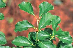 Asiatic bittersweet leaves