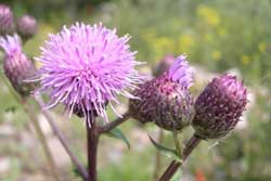 Canada thistle flower