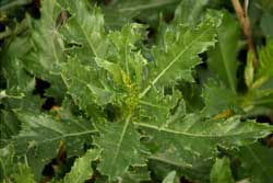 Canada thistle leaves