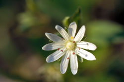 flower of common chickweed
