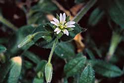 flower of mouseear chickweed