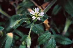 chickweed