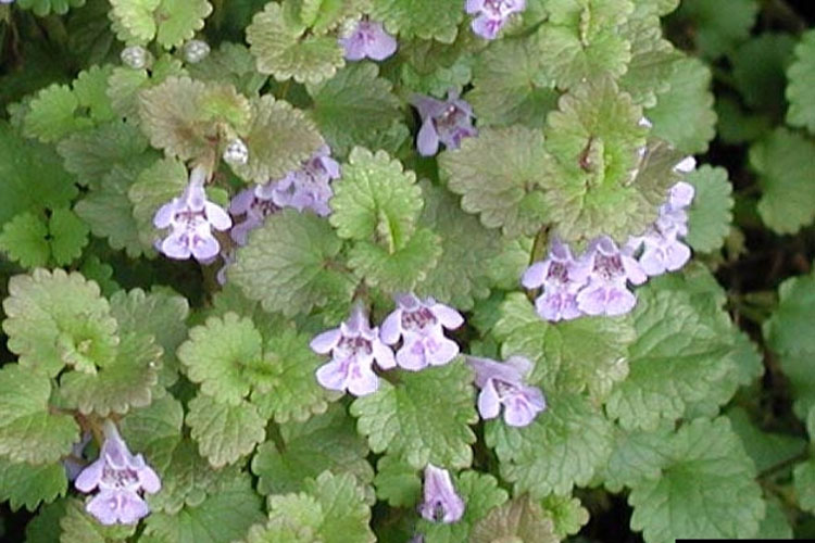 creeping jenny flower