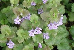 flowering creeping charlie