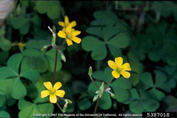 woodsorrel flower