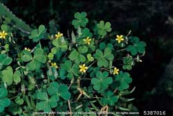 woodsorrel plant