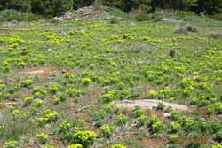 cypress spurge in field