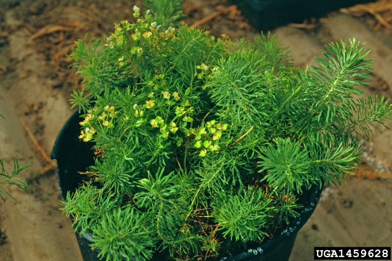 Image of Cypress spurge plant with green leaves