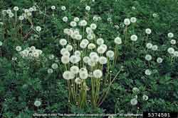 dandelion seed heads