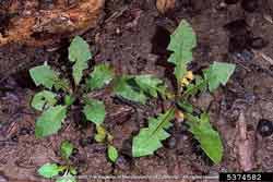 dandelion seedlings