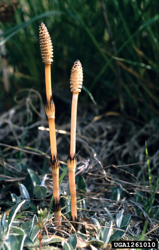 https://www.maine.gov/dacf/php/gotpests/weeds/images/field-horsetail/horsetail-flower-big.jpg