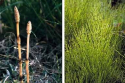 field horsetail