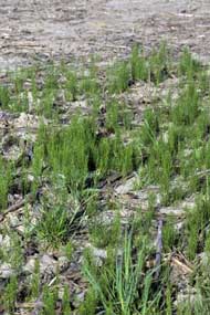 field horsetail in field