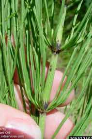 stem of field horsetail