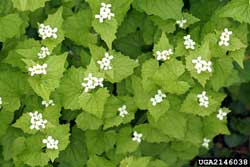 garlic mustard flowers