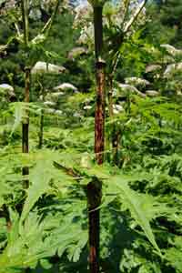 stem of giant hogweed