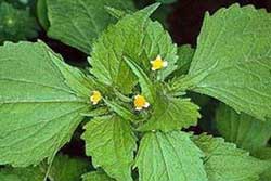 hairy galinsoga flowers