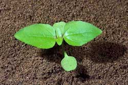 hairy galinsoga leaves