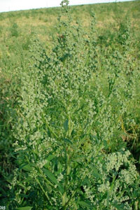 lambsquarters plant