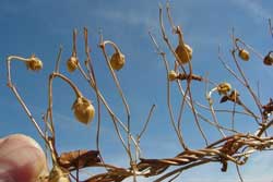 morning glory seeds