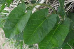 morning glory leaves