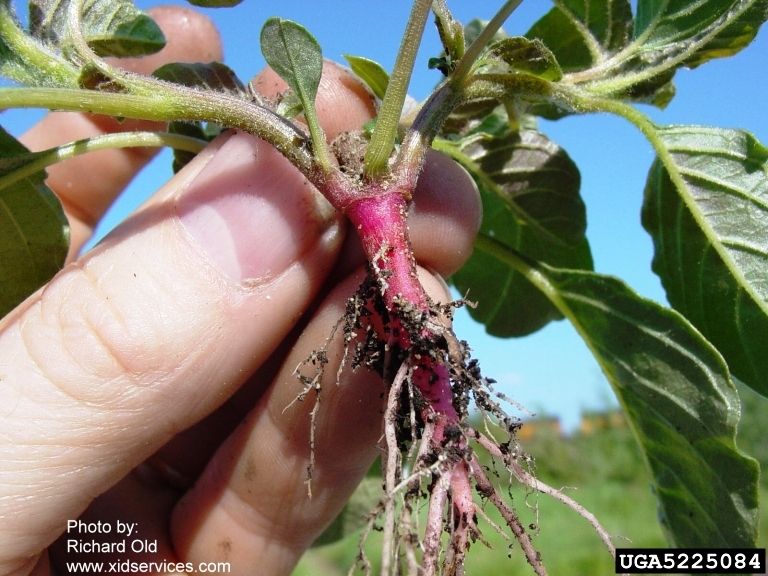 Image of Redroot pigweed roots