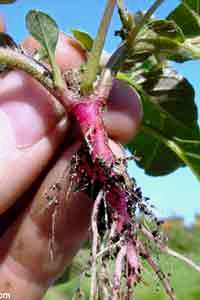 pigweed root