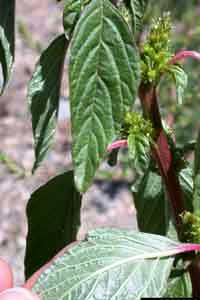 pigweed plant