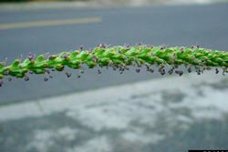 plantain flower