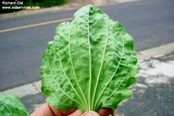 plantain leaf