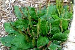 plantain plant