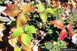 poison ivy leaves in fall