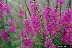 purple loosestrife flowers