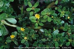 purslane flowers