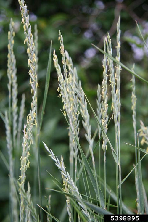 Image of Quack grass flower head