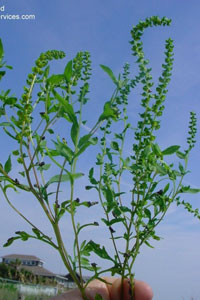 ragweed plant