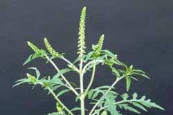 ragweed