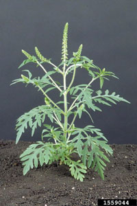 ragweed plant