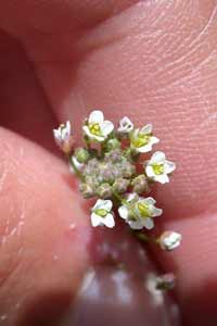 shepherds purse flowers