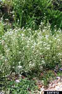 shepherds purse plant