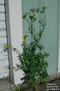 sowthistle plant